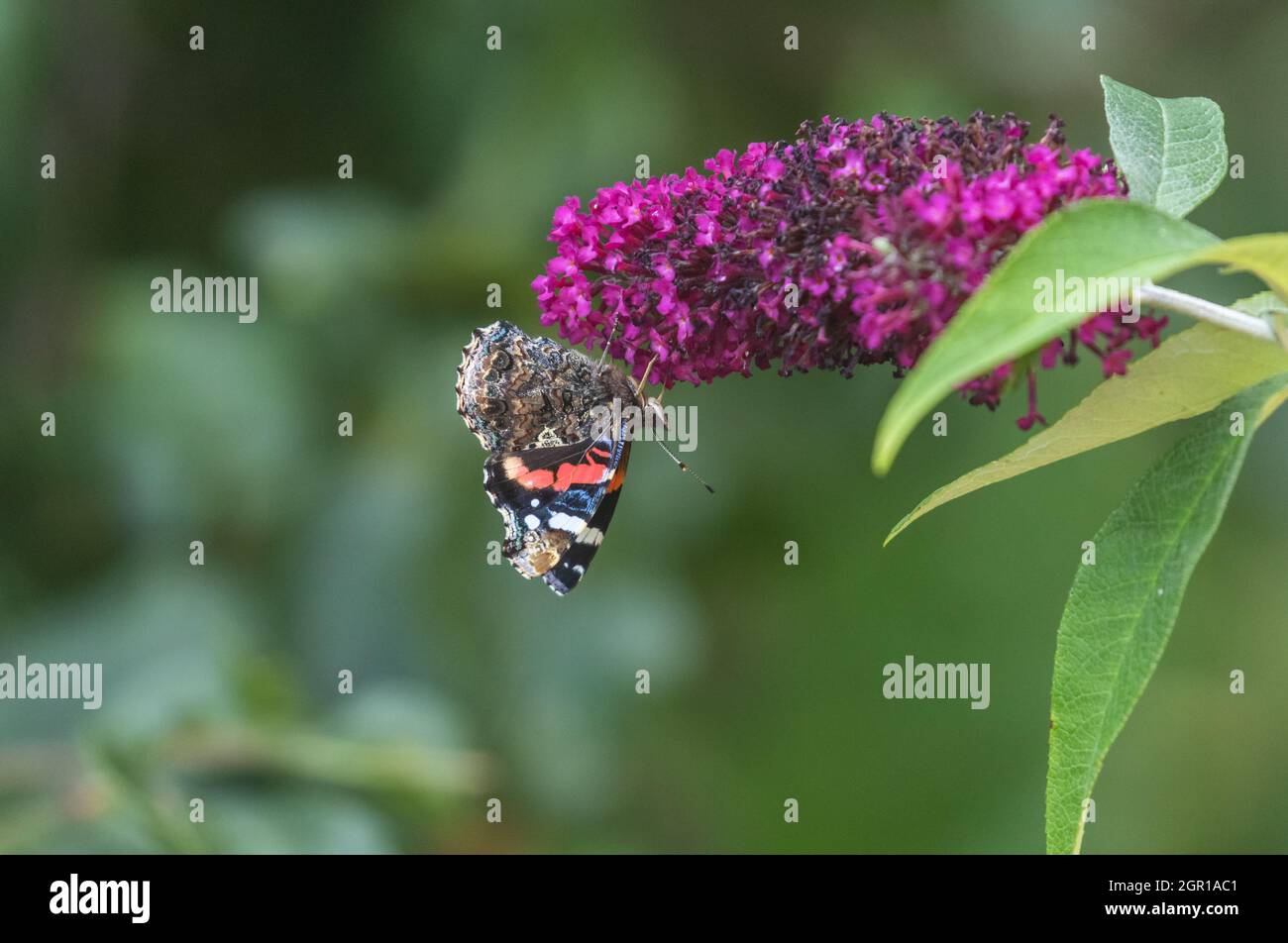 A red admiral butterfly (Vanessa atalanta) feeding on a buddleia flower. The wings are closed and the patterns of the underwings are clearly visible. Stock Photo