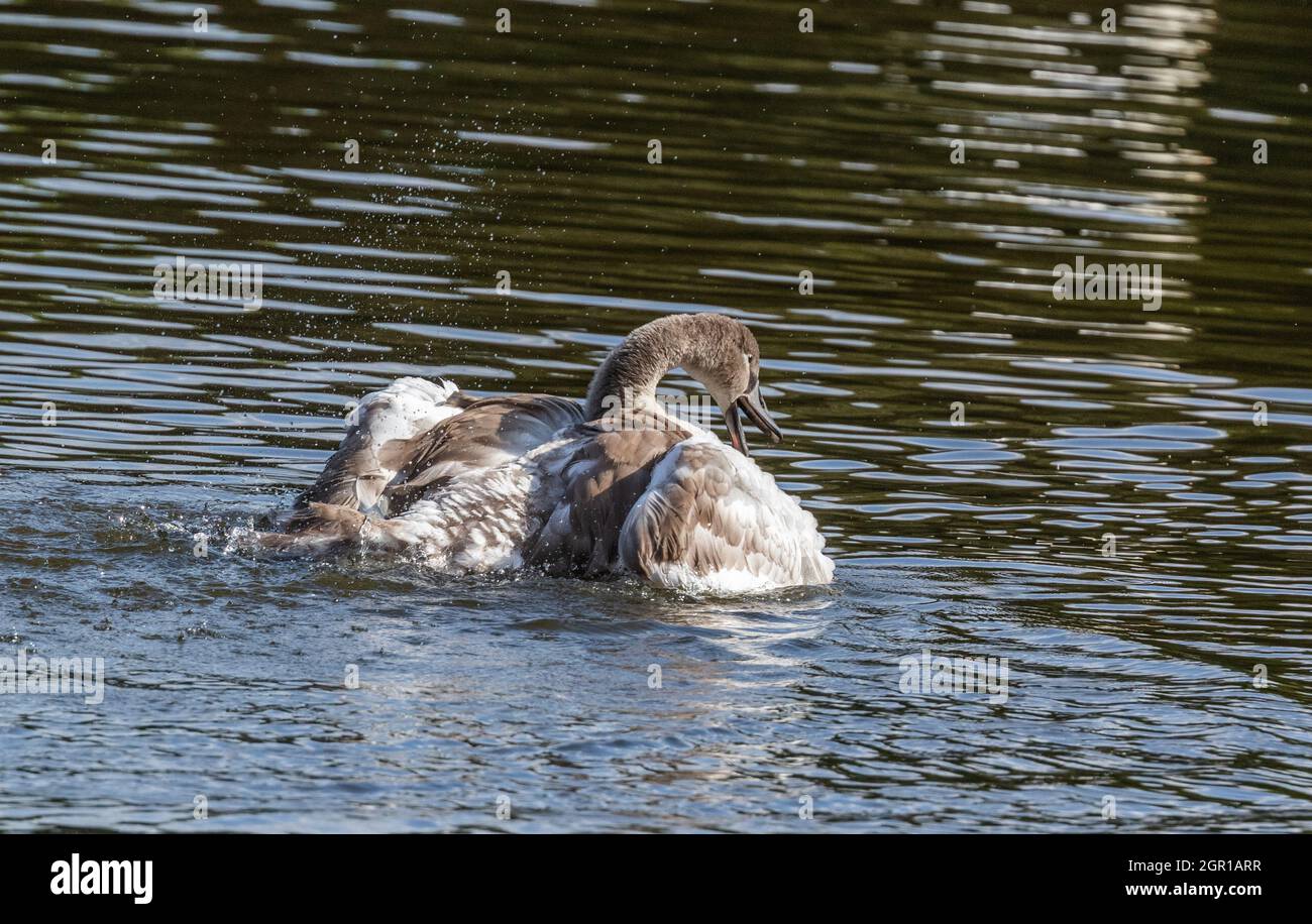 A fully grown mute swan cygnet splashing in water after preening. Stock Photo