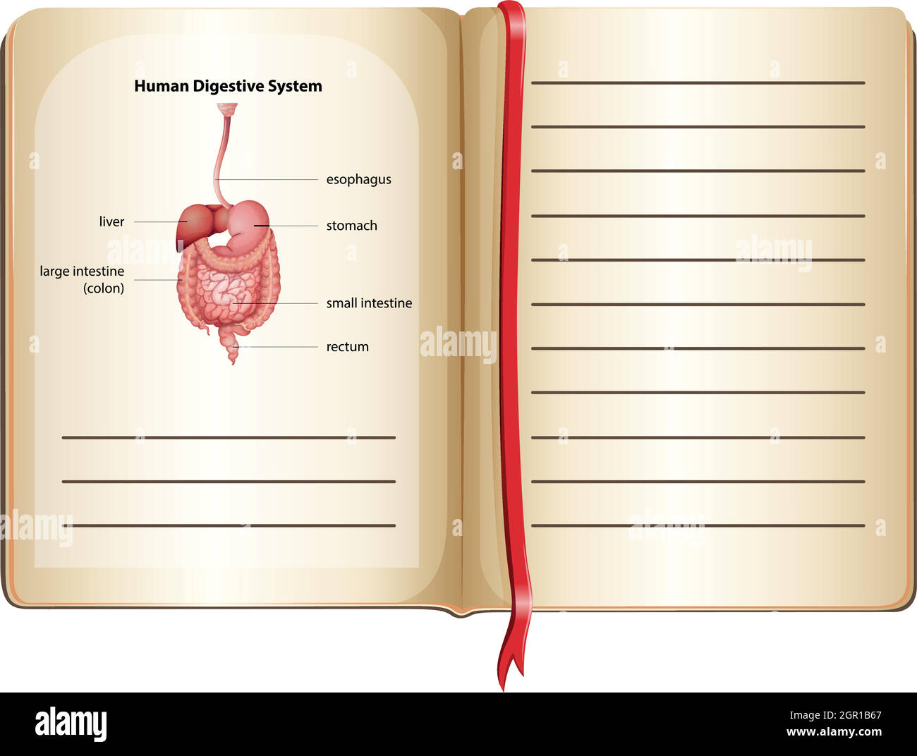 Human digestive system on page Stock Vector