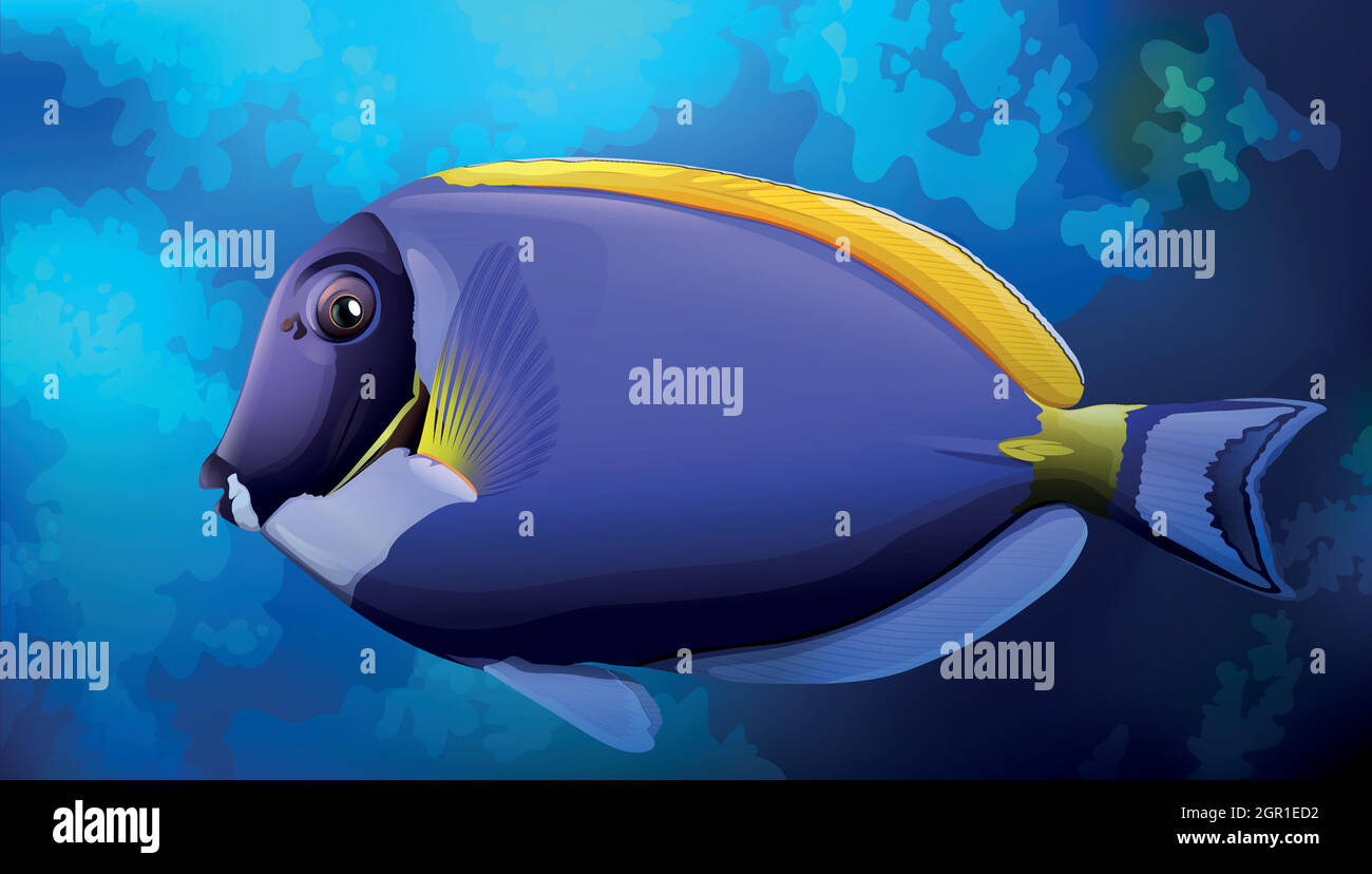 Blue Tang Fish in Ocean Stock Vector Image & Art - Alamy