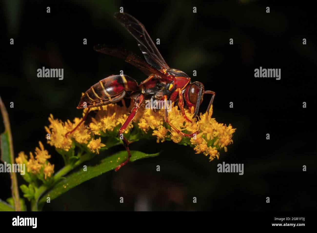 A Paper Wasp On A Yellow Flower Stock Photo