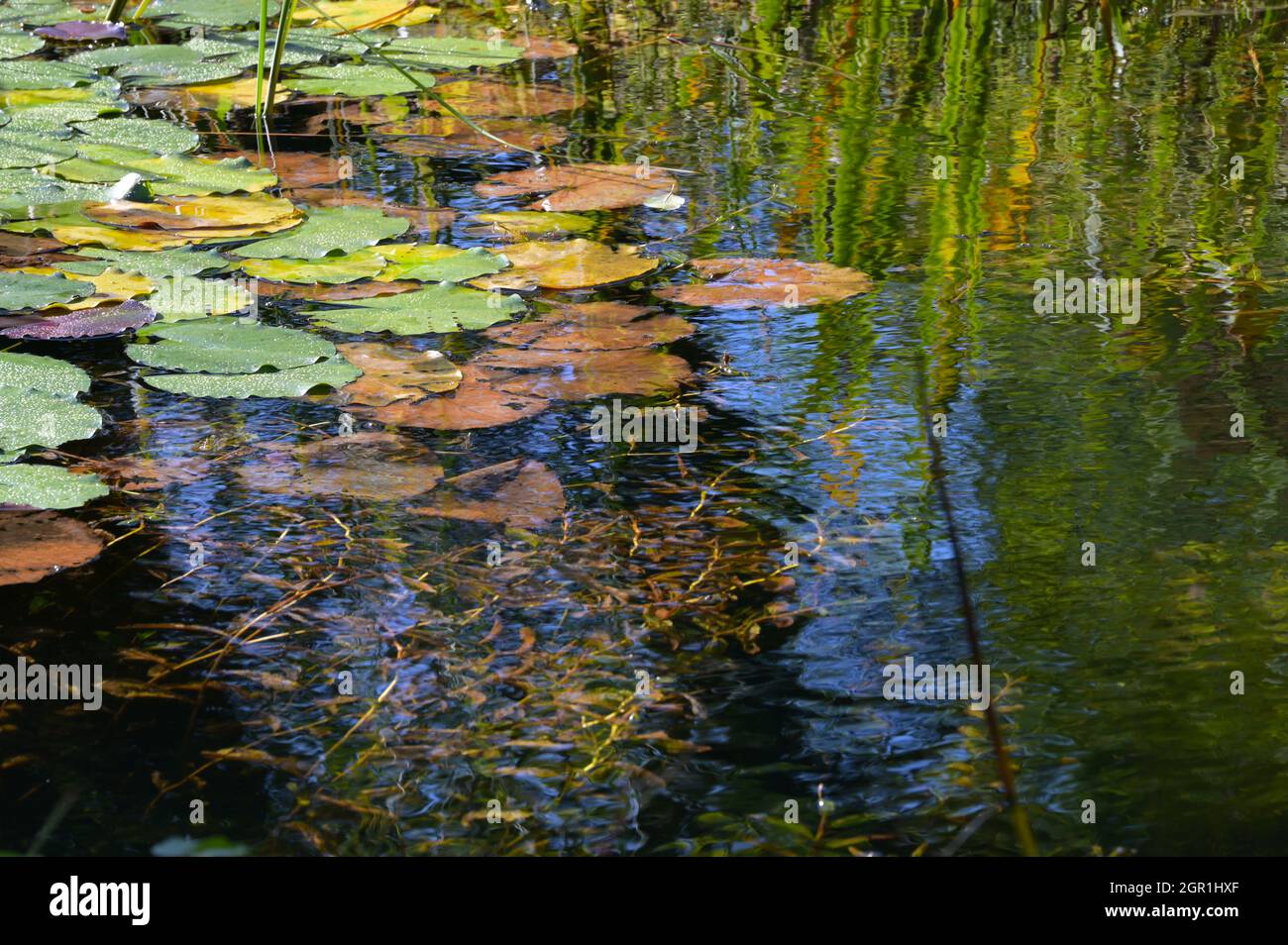 Autumn in the garden pond with water lily leaves and underwater plants