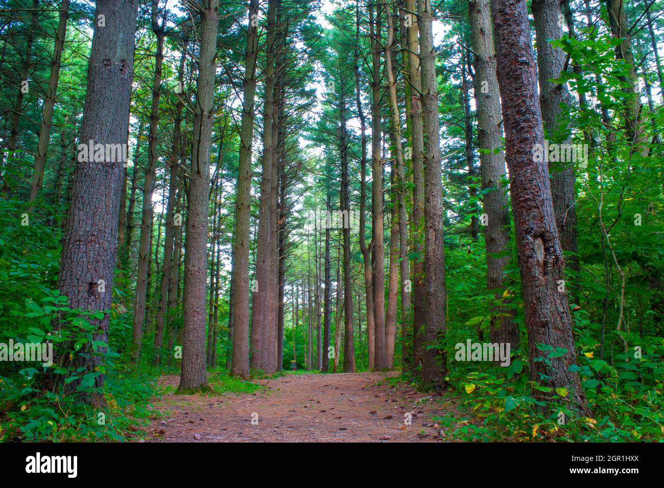 Tall Pine Trees In An Illinois Forest Stock Photo Alamy