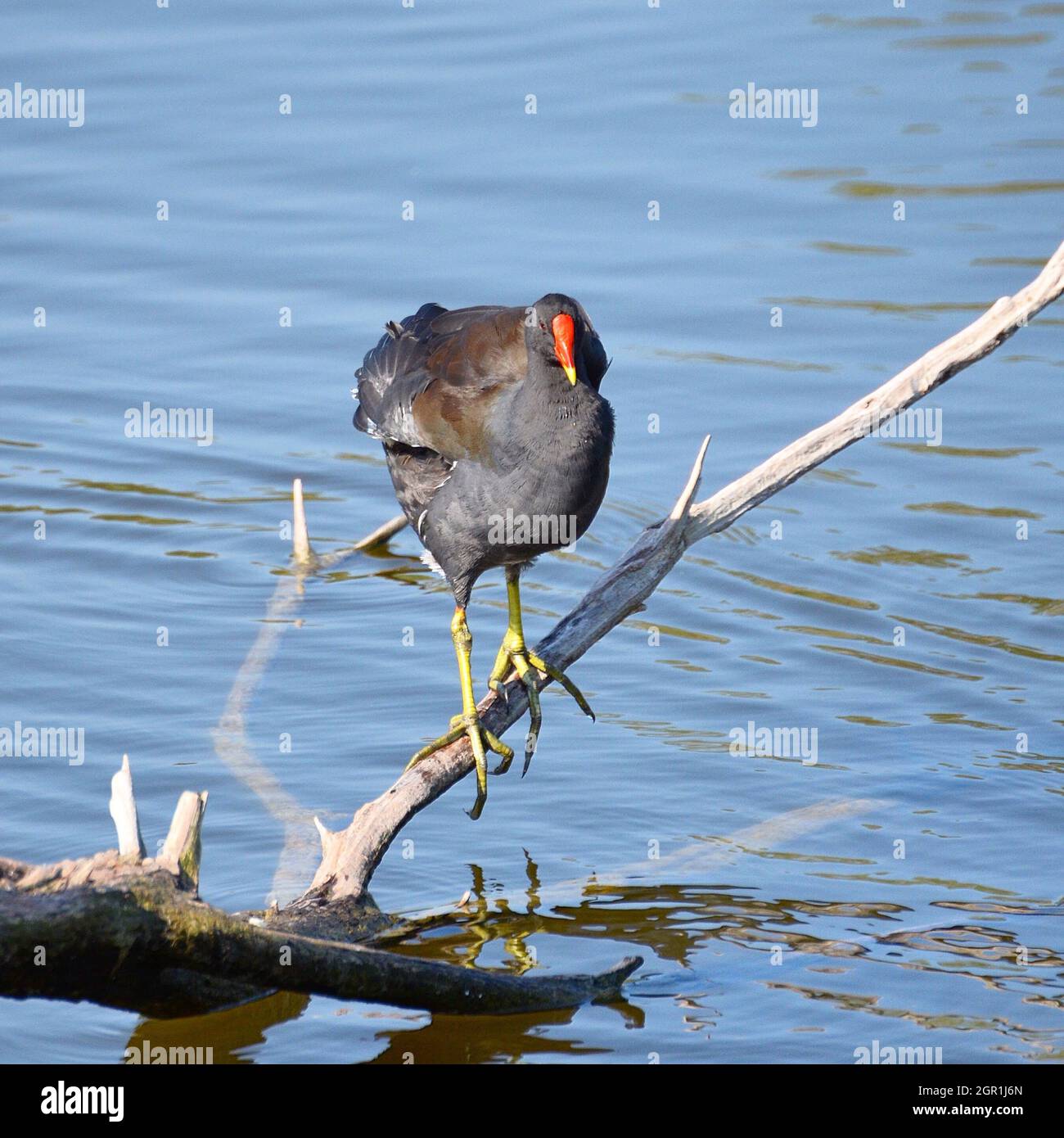 Bird Perching On Lake Stock Photo