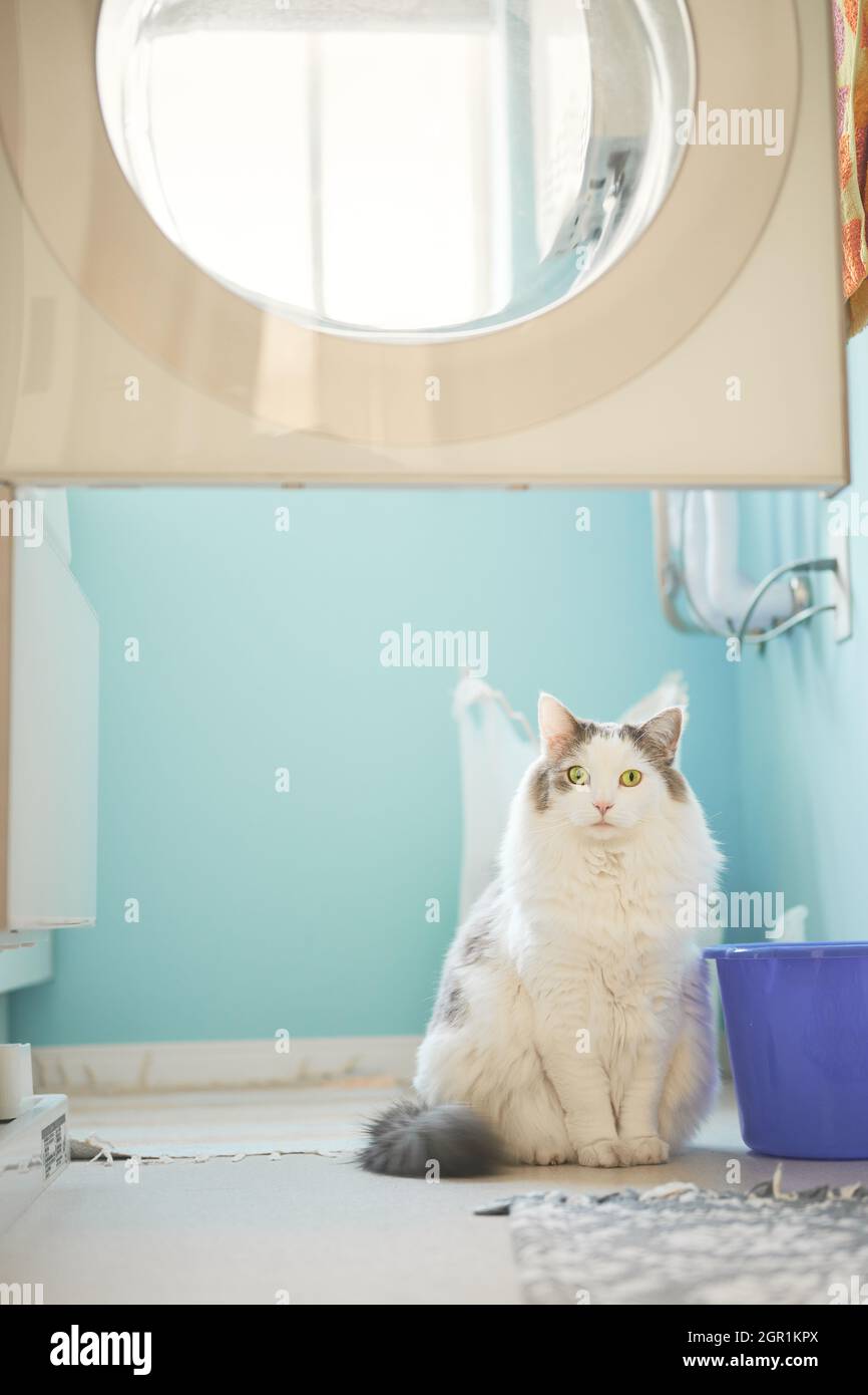 White Cat Sitting Inside A Laundry Room Stock Photo Alamy
