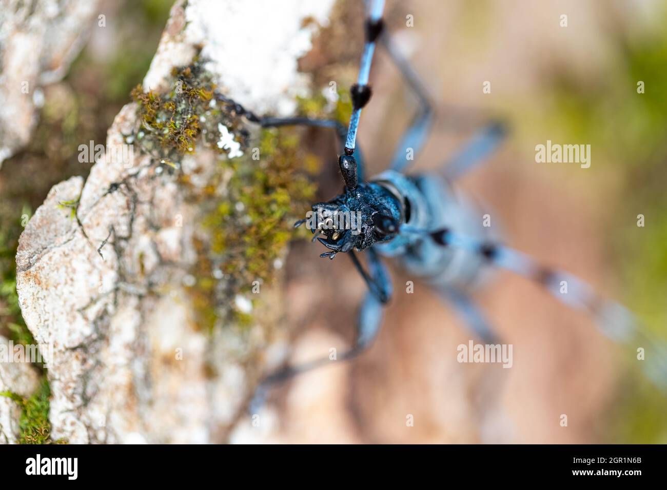 An Alpine Longhorn Beetle (Rosalia alpina)is cleaning its tarsus. Stock Photo