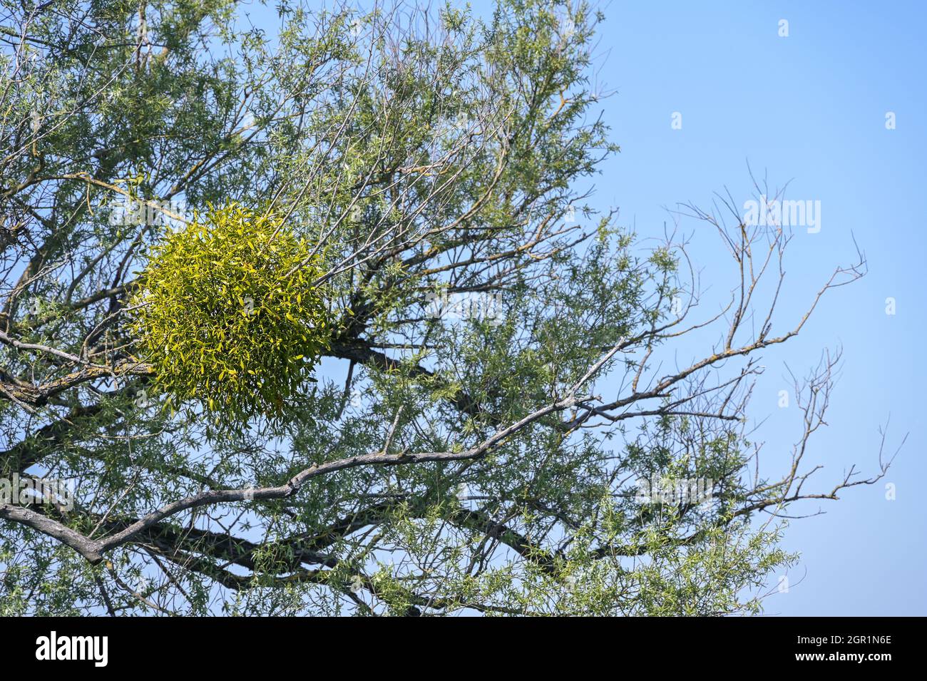 Mistletoe (Viscum album) growing in an old willow tree, an evergreen parasitic plant, said to have mythical effects, blue sky, copy space, selected fo Stock Photo