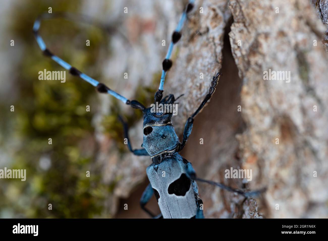 Macro view of an Alpine Longhorn Beetles (Rosalia alpina). Stock Photo