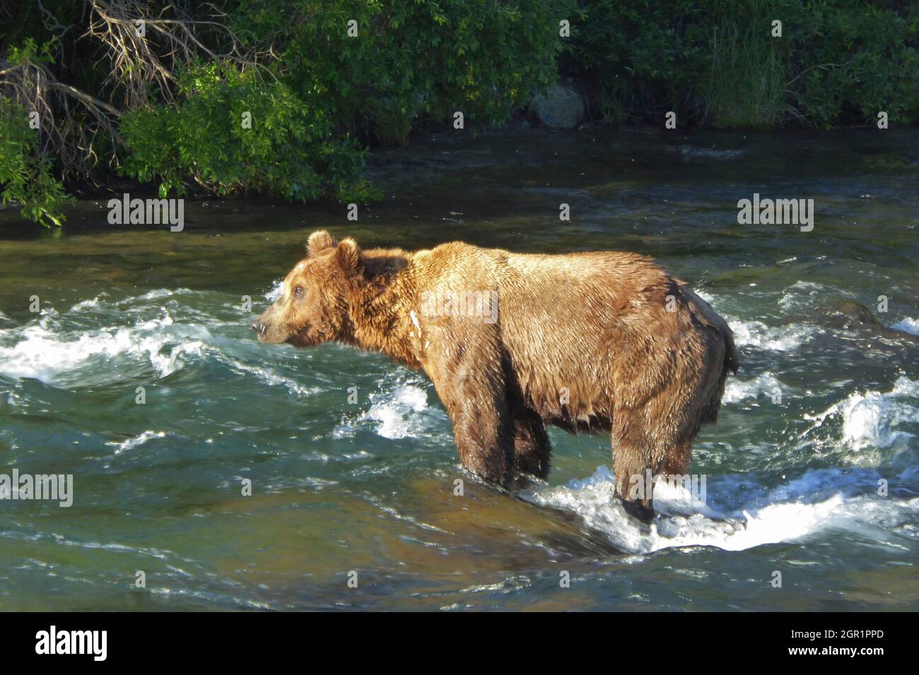 An adult brown bear known as 151 Walker searches for salmon at Brooks Falls in Katmai National Park and Preserve July 1, 2018 near King Salmon, Alaska. Stock Photo