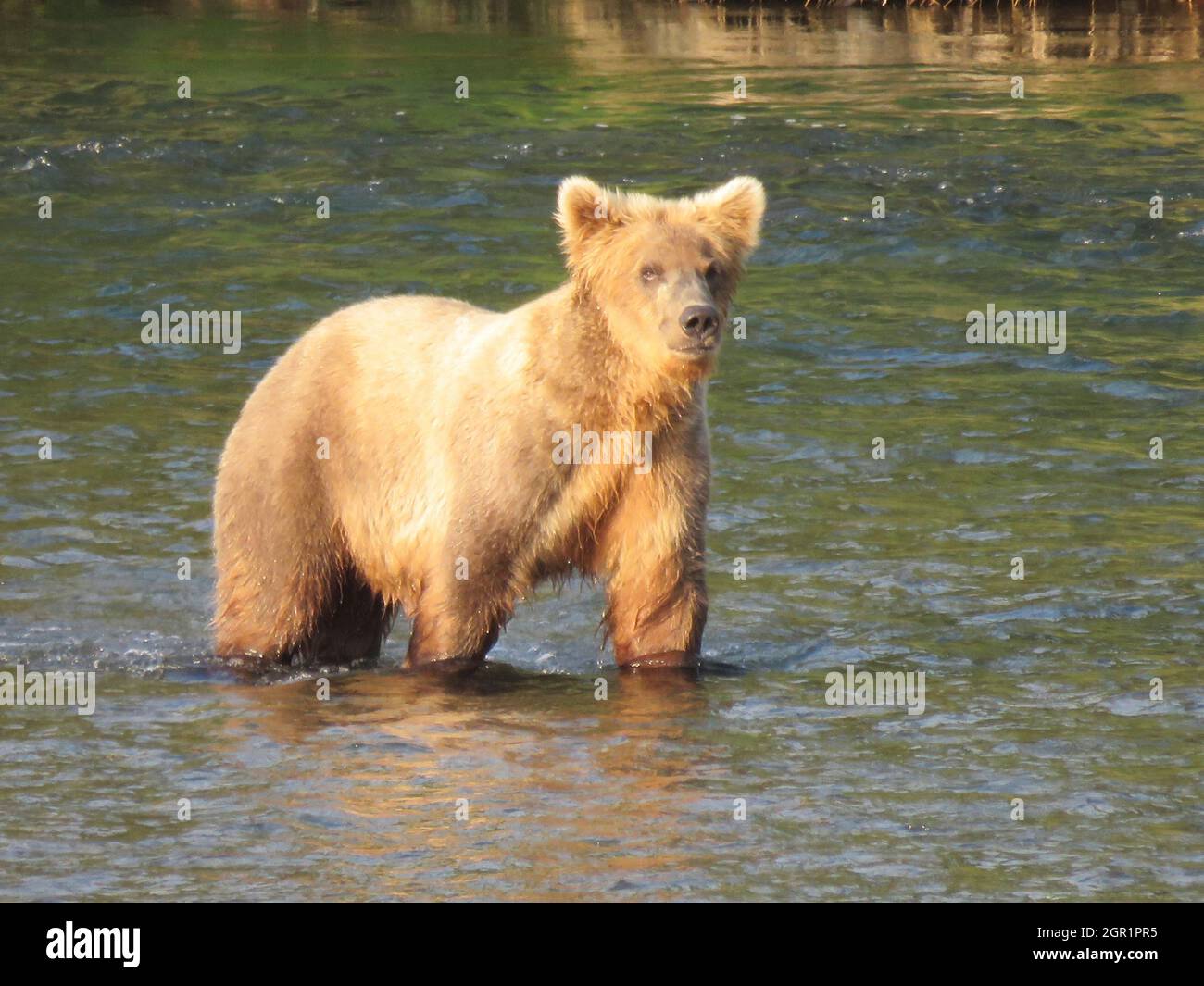 An adult brown bear known as 908 looks for salmon in the Brooks River lagoon during the feeding season in Katmai National Park and Preserve July 21, 2020 near King Salmon, Alaska. The park is holding the annual Fat Bear contest to decide which bear gained the most weight during the summer feeding season. Stock Photo