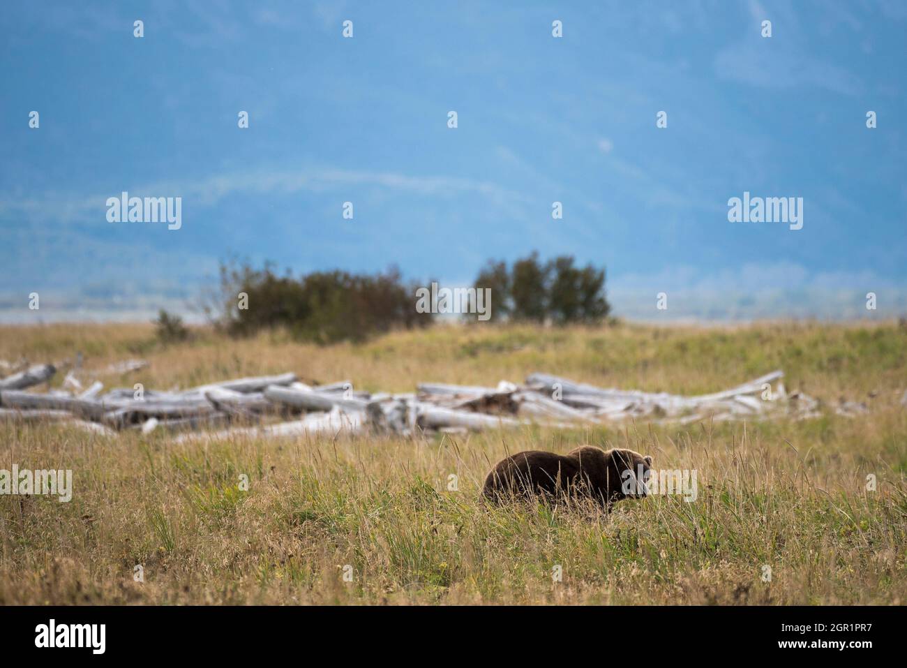 An adult brown bear known as Swikshak, walks across a field at Brooks Falls in Katmai National Park and Preserve September 20, 2019 near King Salmon, Alaska. Stock Photo