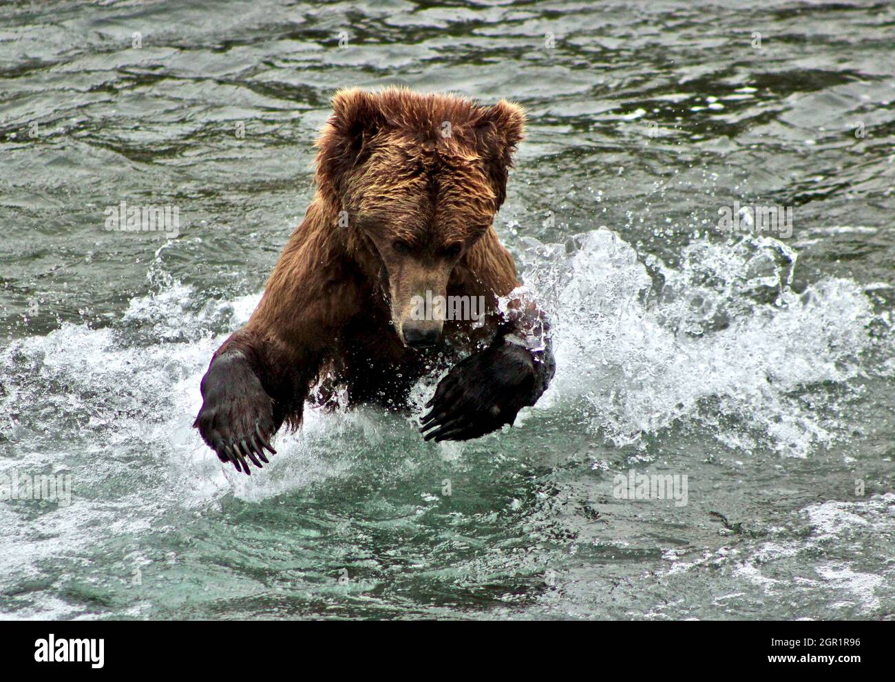 An adult brown bear leaps into the water for salmon at the Brooks Falls in Katmai National Park and Preserve June 20, 2019 near King Salmon, Alaska. Stock Photo
