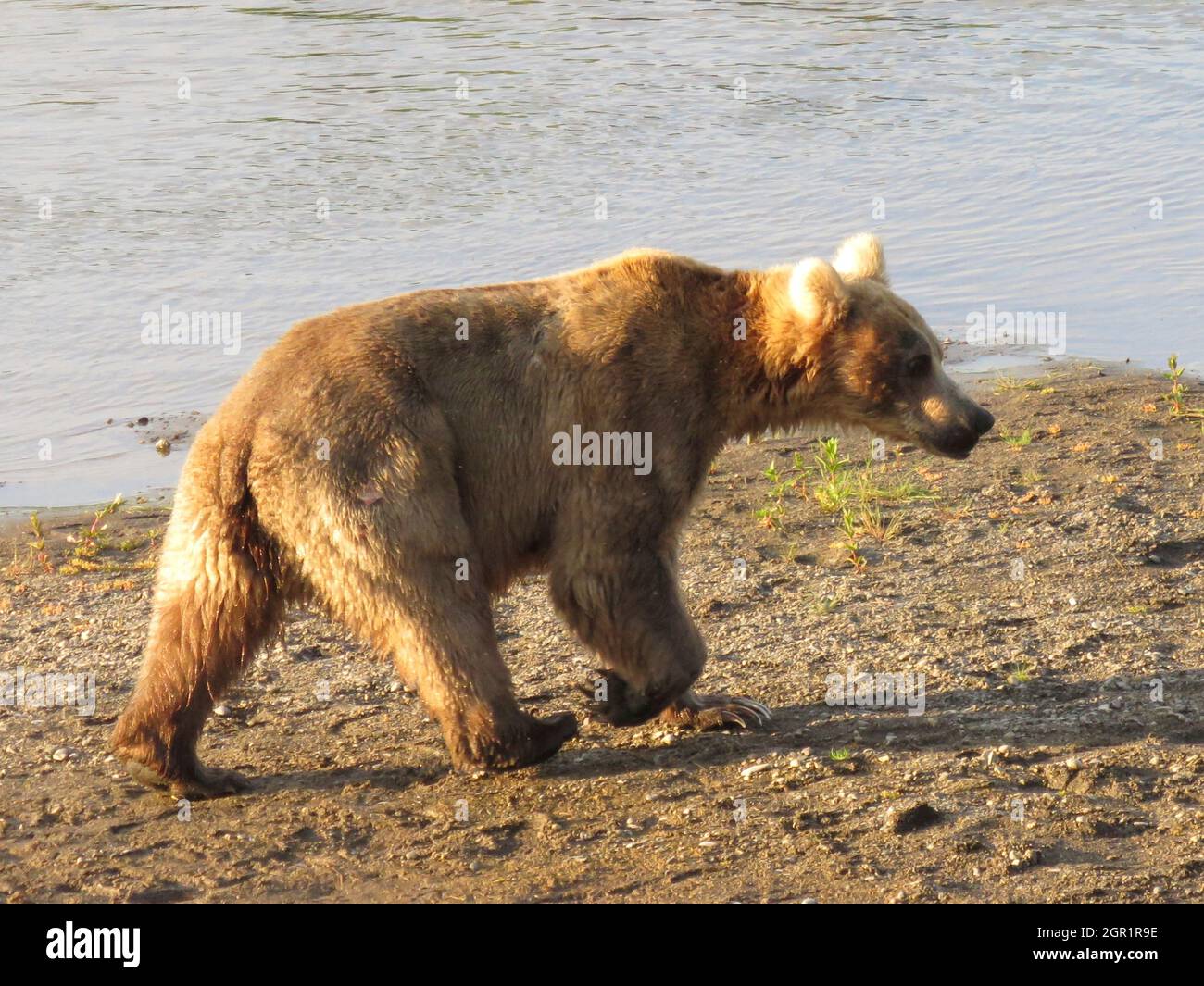 An adult brown bear known as Bear 435 looks for salmon on in the Brooks River at the start of the feeding season in Katmai National Park and Preserve June 24, 2020 near King Salmon, Alaska. Stock Photo