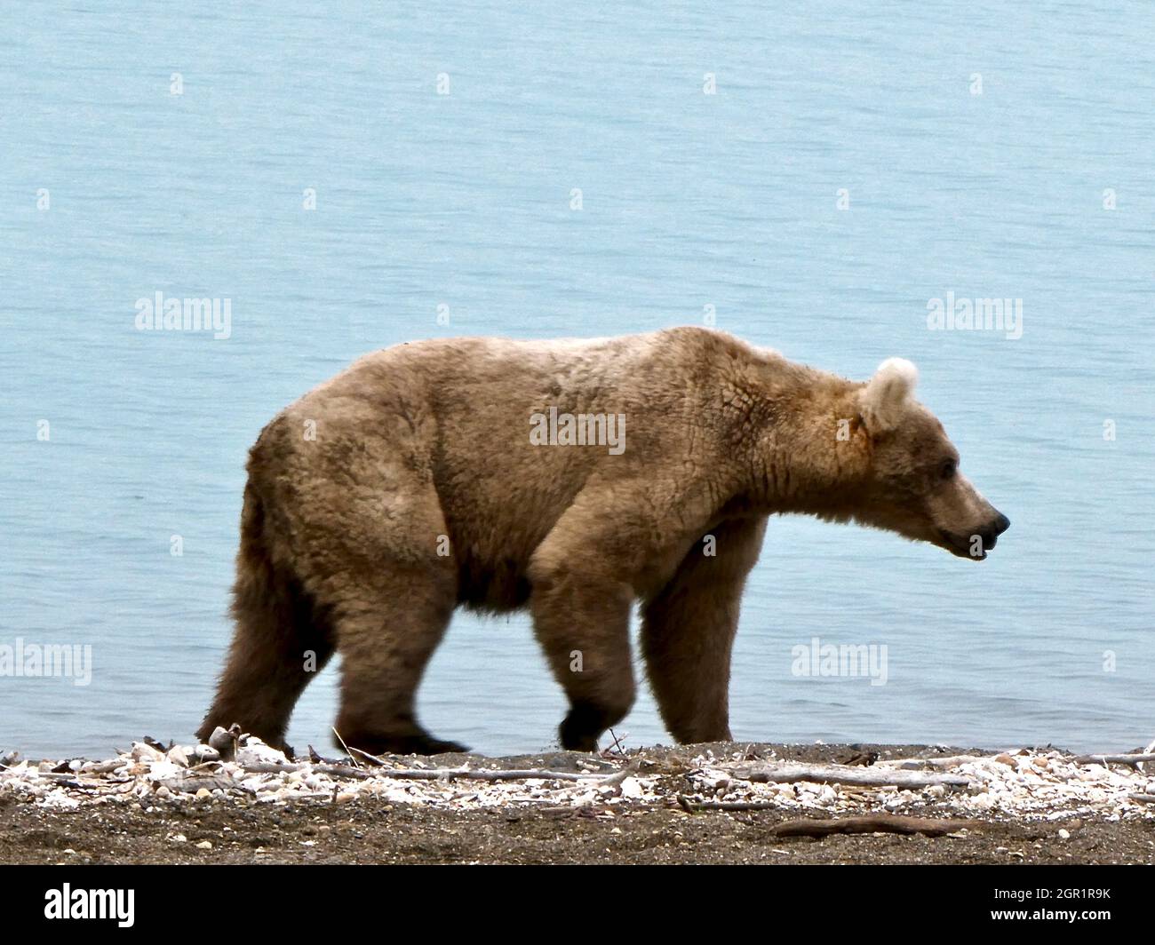 An adult brown bear known as Holly 435 walks along the shore of Brooks Lake at the start of the feeding season in Katmai National Park and Preserve June 29, 2020 near King Salmon, Alaska. Stock Photo