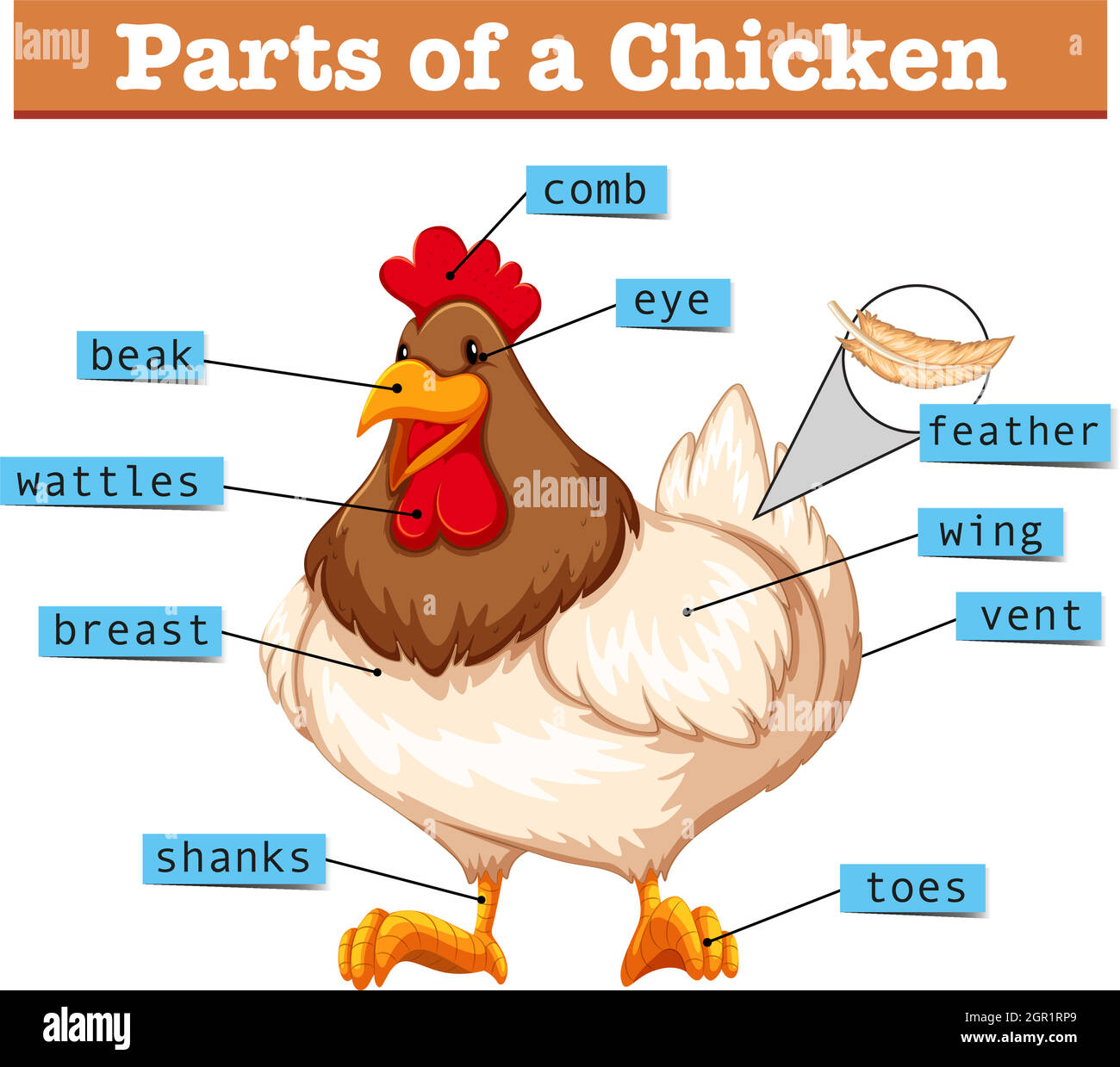 Diagram showing parts of chicken Stock Vector