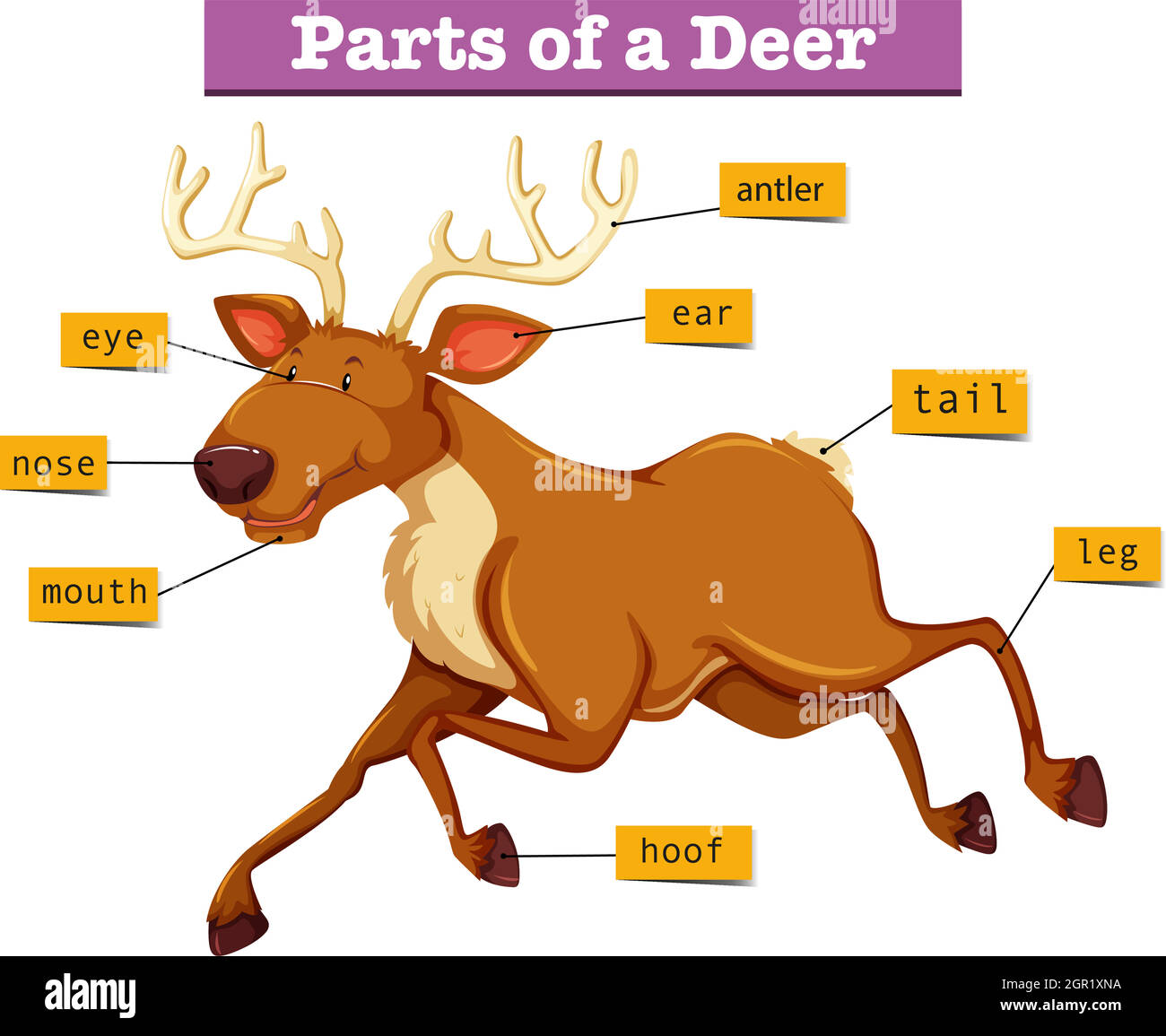 Diagram showing parts of deer Stock Vector
