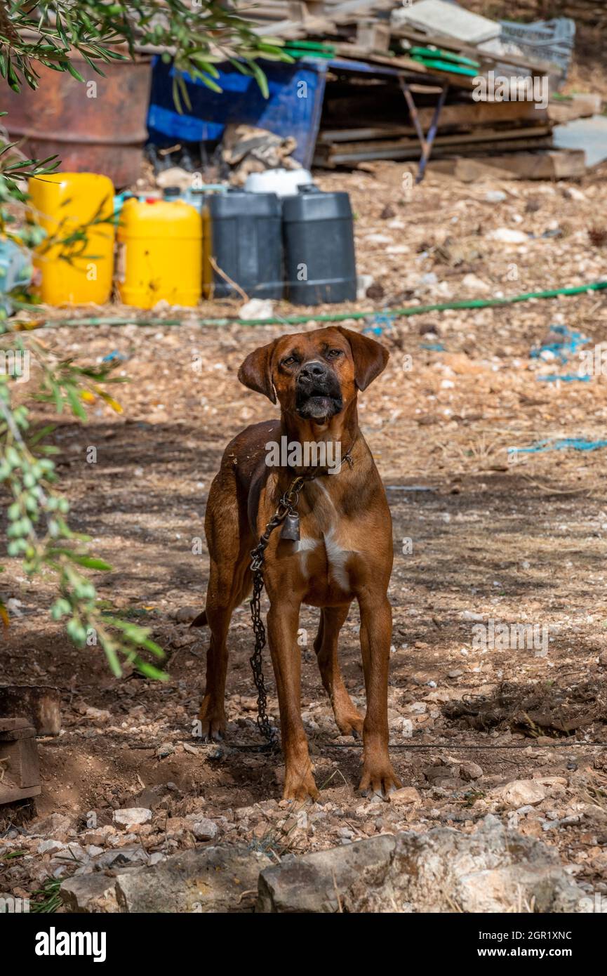 As they watch as four large canoes or waka hires stock photography and