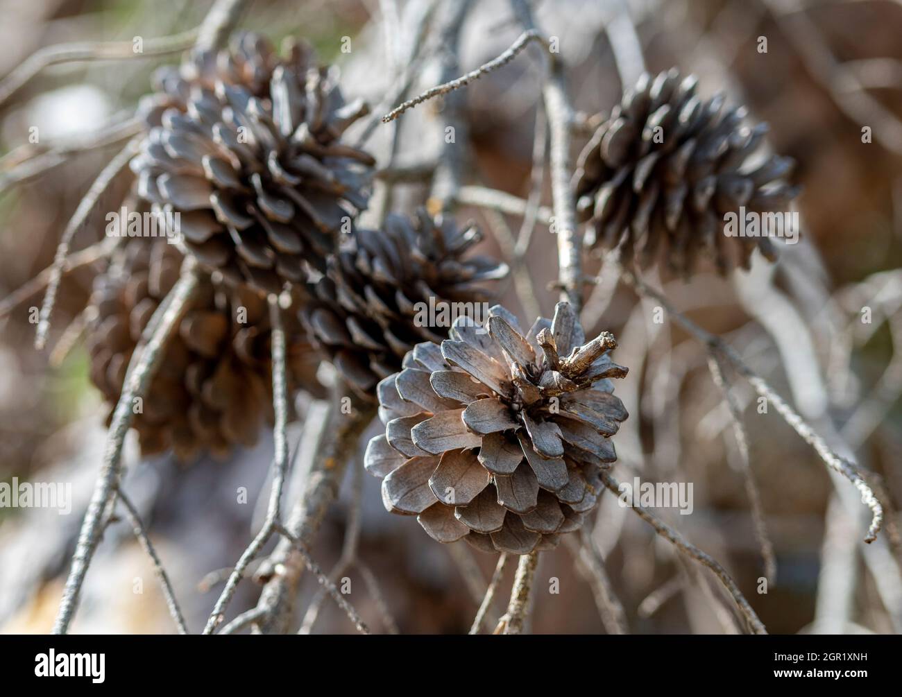 autumn fir cones on a tree, close-up of dead and dying fir cones growing on a tree. Stock Photo