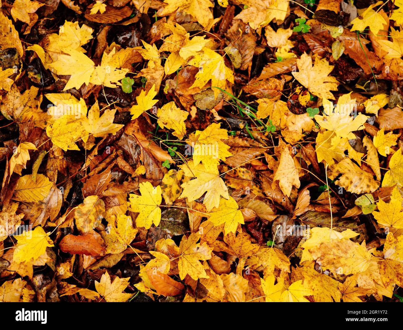 yellow leaves on the ground autumn forest close-up nature Stock Photo ...