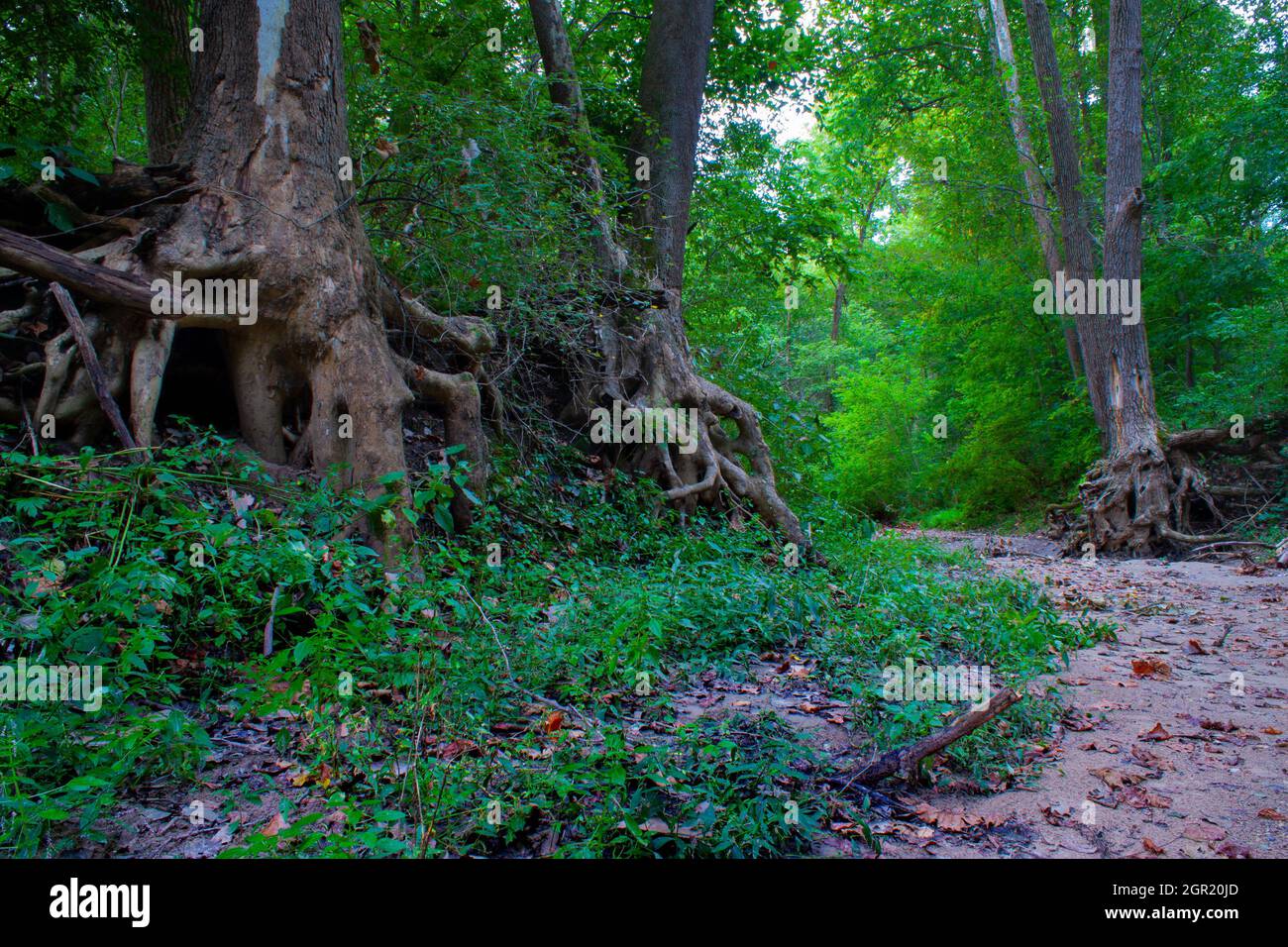 Rooty Sycamore Trees In A Dry Illinois Creek Bed Stock Photo