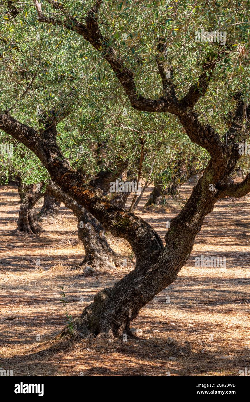 mature olive trees in a grove on land on the greek island of zakynthos in the ionian sea. olive oil producers growing trees for the cultivating olives Stock Photo