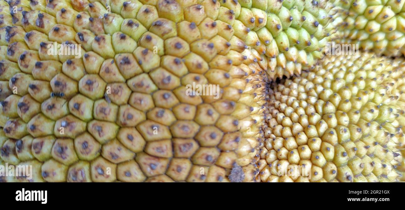 Jackfruit skin hi-res stock photography and images - Alamy