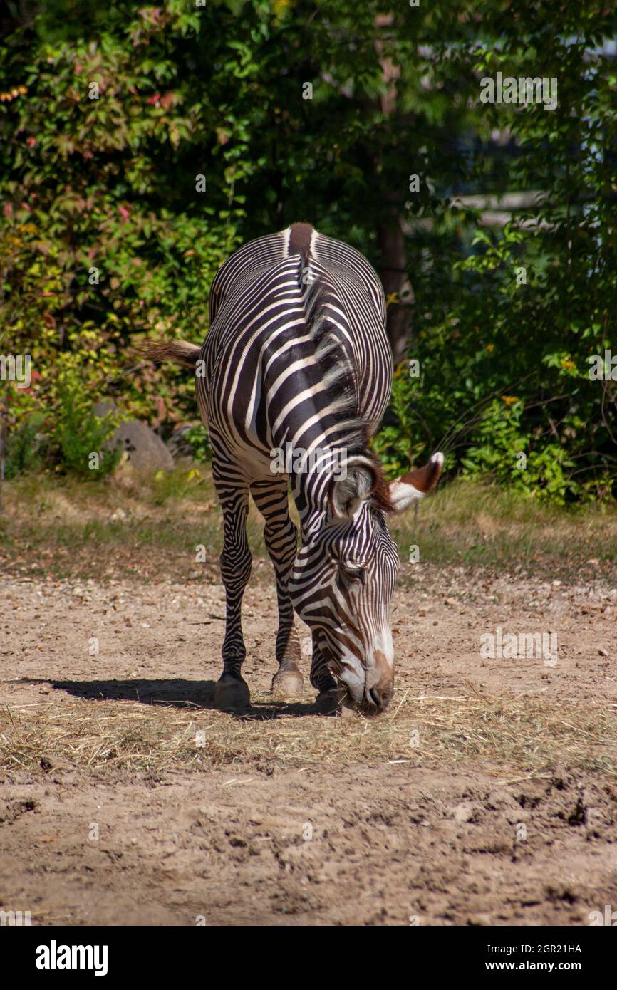 A Grevy's Zebra - Equus grevyi Stock Photo