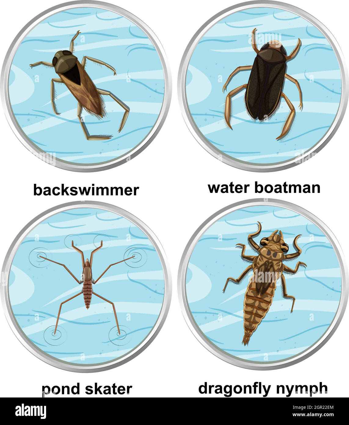 Set of different types of aquatic insects Stock Vector