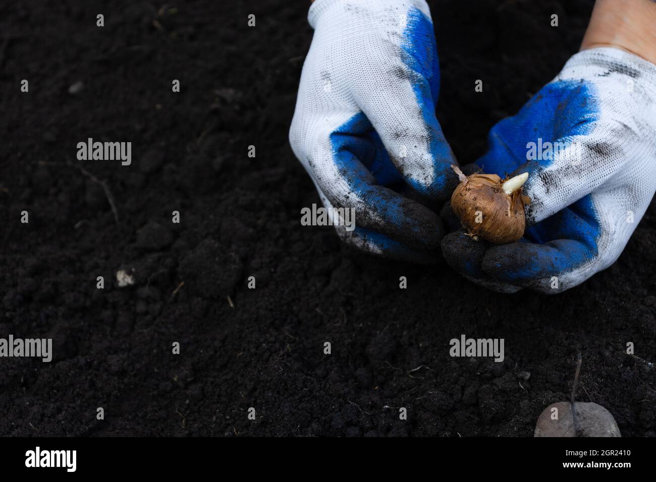 Hands in gloves holding flower bulb on the black soil background. Stock Photo