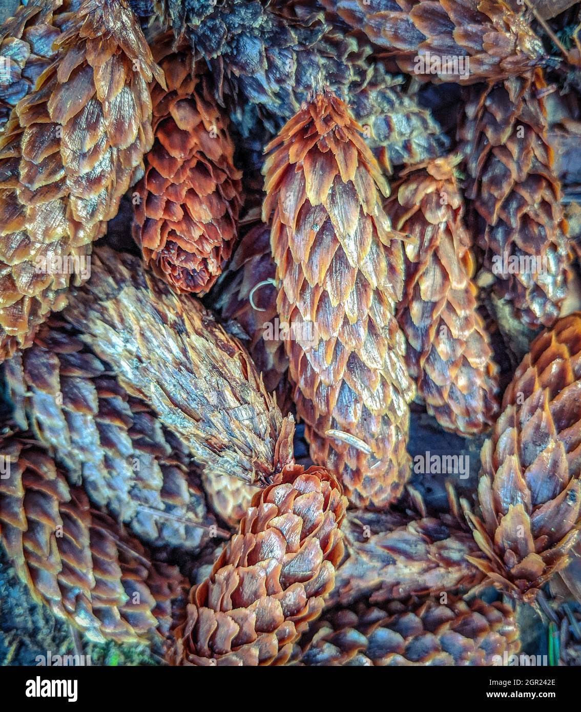 Western red cedar pine cones hires stock photography and images Alamy