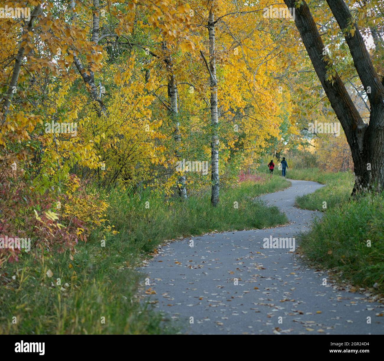 Man and woman walking along a path through an Aspen - Balsam Poplar forest in a city park, autumn season, Canada Stock Photo