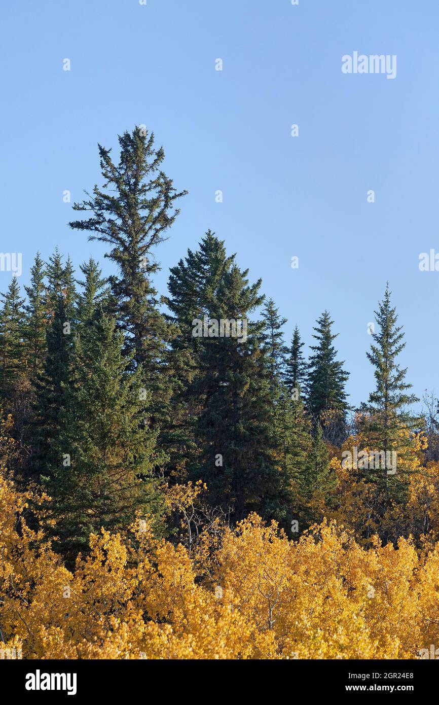 One of the most easterly stands of Douglas Fir forest in Canada with White Spruce and Trembling Aspen trees in autumn foliage, Edworthy Park, Calgary Stock Photo