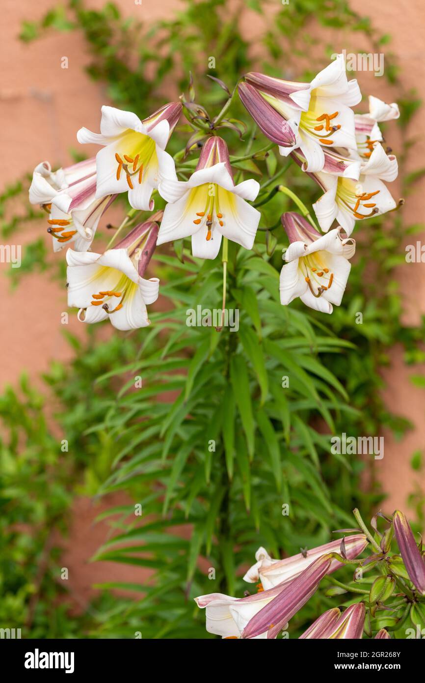 Dragon lilies 2024