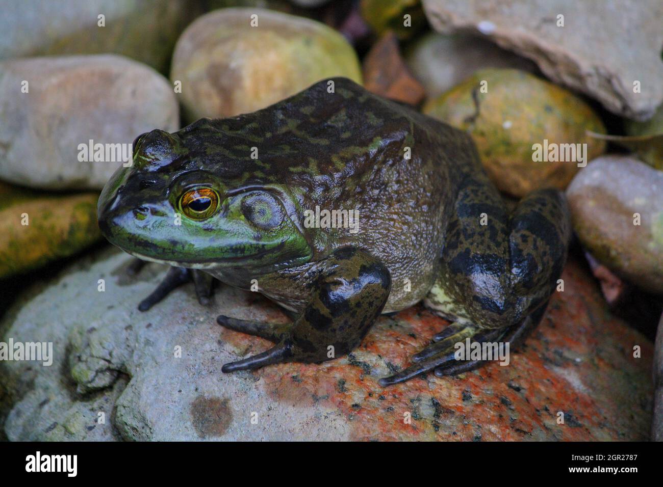 Big American Bullfrog Sitting On A Rock Stock Photo Alamy