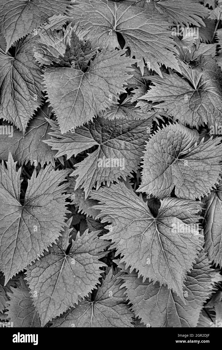 Grayscale shot of fallen leaves, a background of maple leaves Stock ...