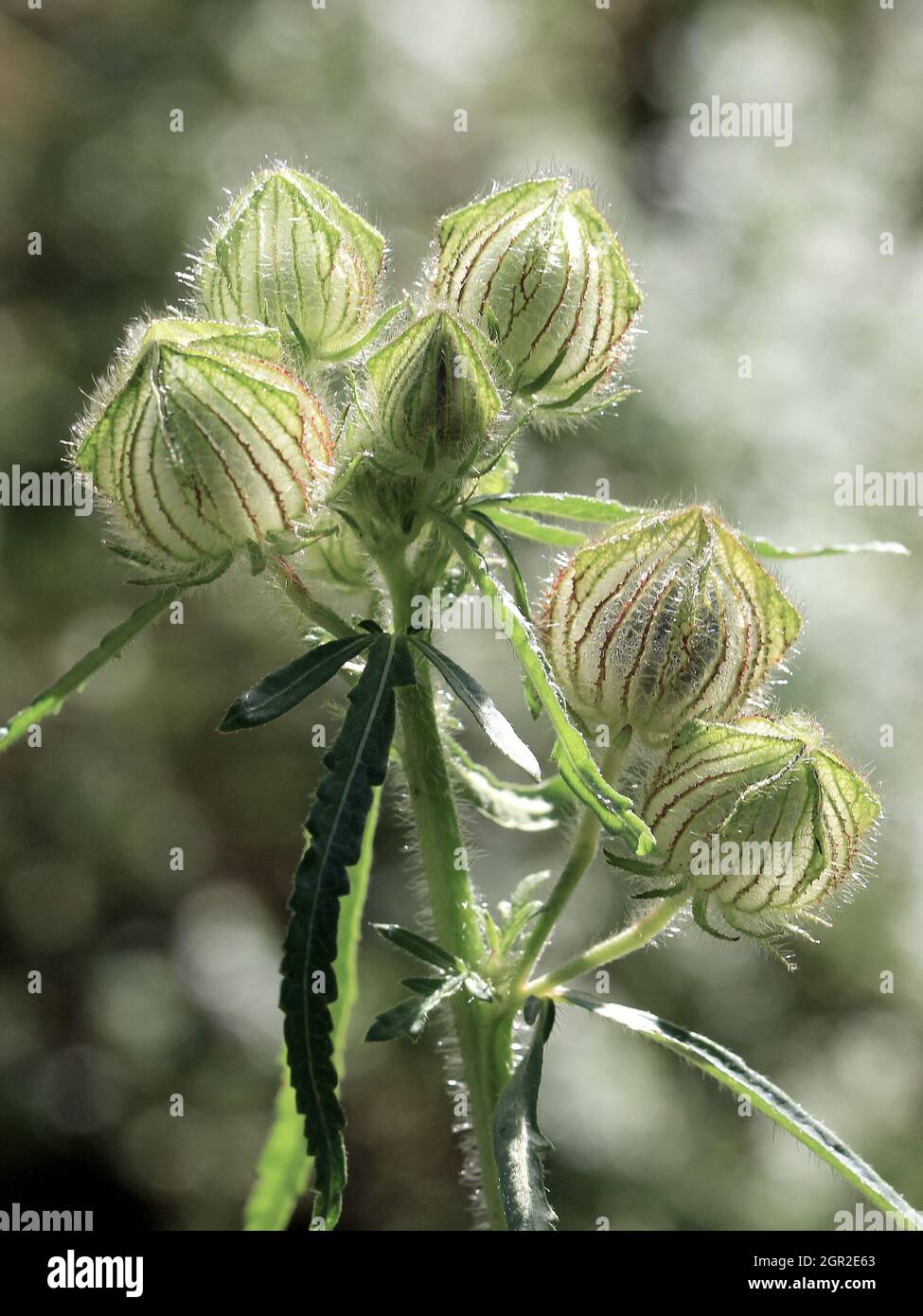 Vertical closeup of Hibiscus trionum buds. Stock Photo