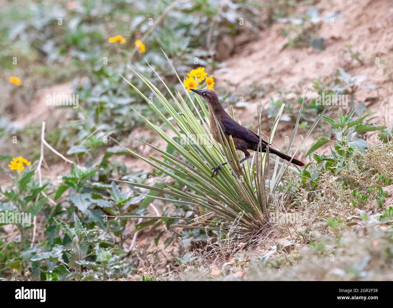 A Female Great-Tailed Grackle in a semi-arid habitat is cleverly perched on a spiky yucca plant. Stock Photo