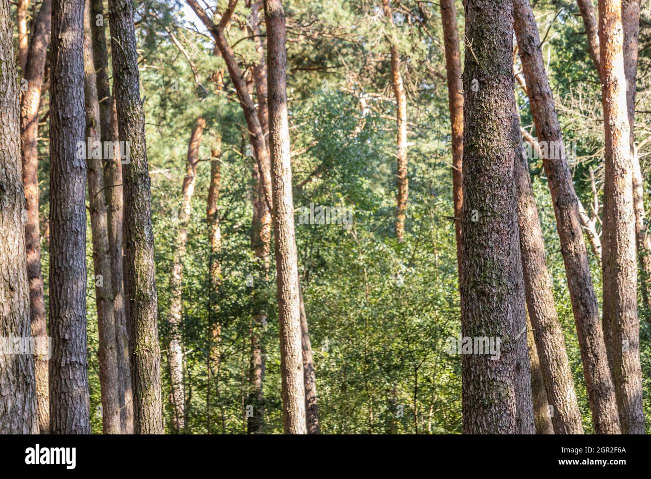 Tree Trunk Forrest Trunks fresh hi-res stock photography and images - Alamy