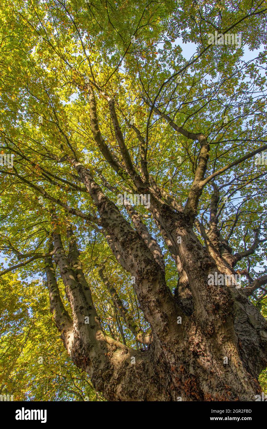 Low angle of tree trunks in a forest Stock Photo - Alamy