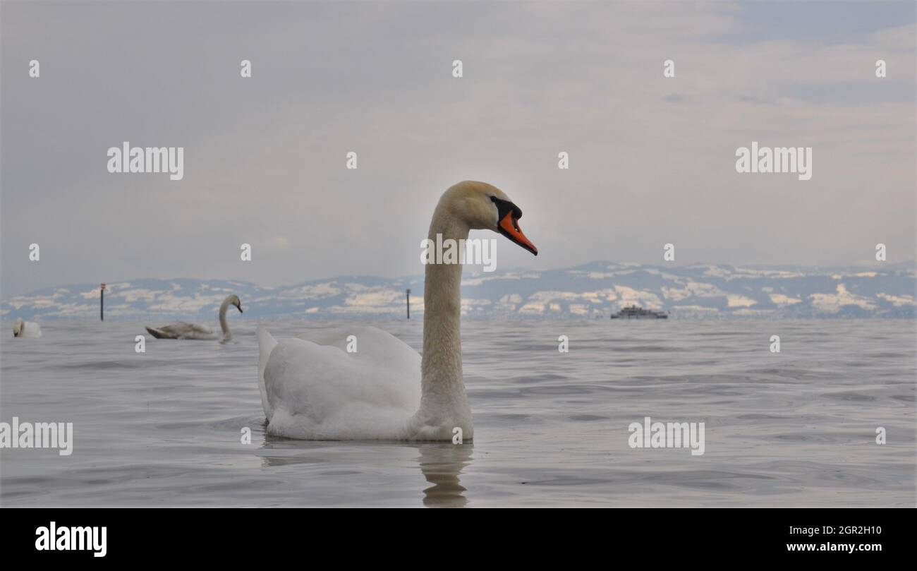 Schwäne am Bodensee Stock Photo