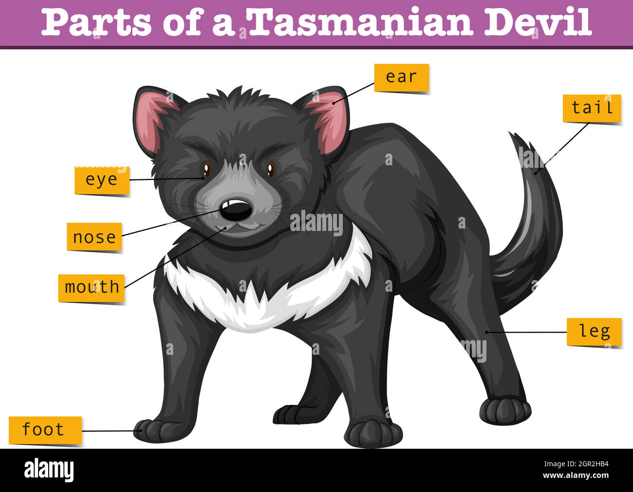 Diagram showing parts of tasmanian devil Stock Vector