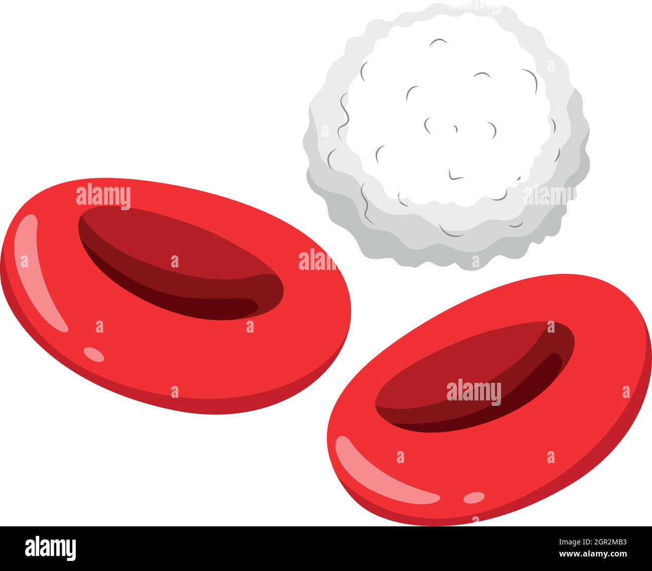 Red and white blood cells Stock Vector