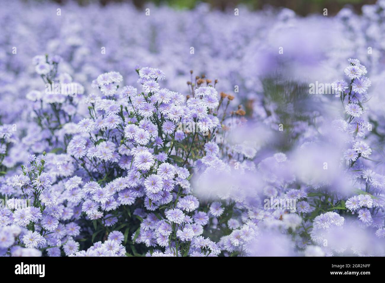 Margaret field hi-res stock photography and images - Alamy