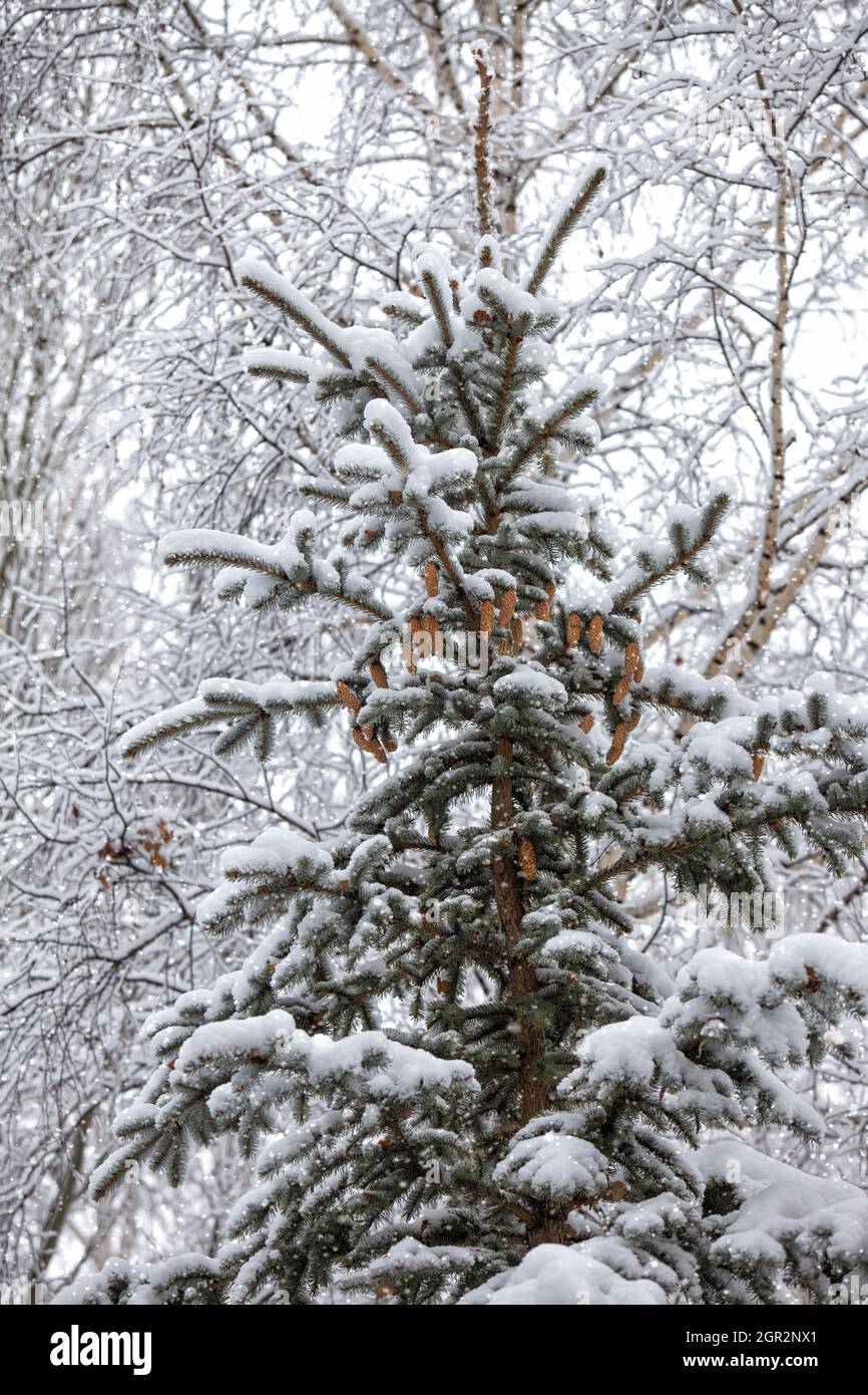 Vertical shot of spruce covered in snow in a forest Stock Photo - Alamy