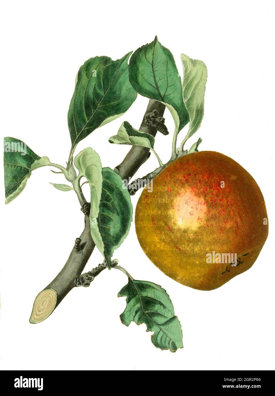 orange pippin illustration