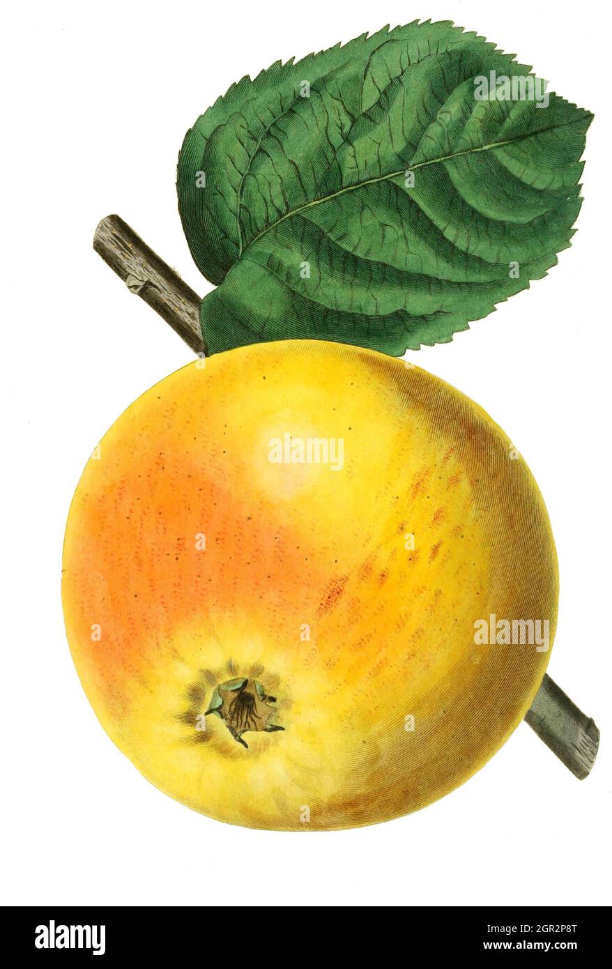 Apfel, Apfelsorte, Goldrenette von Blenheim  /  apple Blenheim pippin, Kolorierter Stich aus The Pomological magazine - John Lindley - 1828-1830, Historisch, historical, digital improved reproduction of an original from the 19th century / digitale Reproduktion einer Originalvorlage aus dem 19. Jahrhundert, Originaldatum nicht bekannt Stock Photo