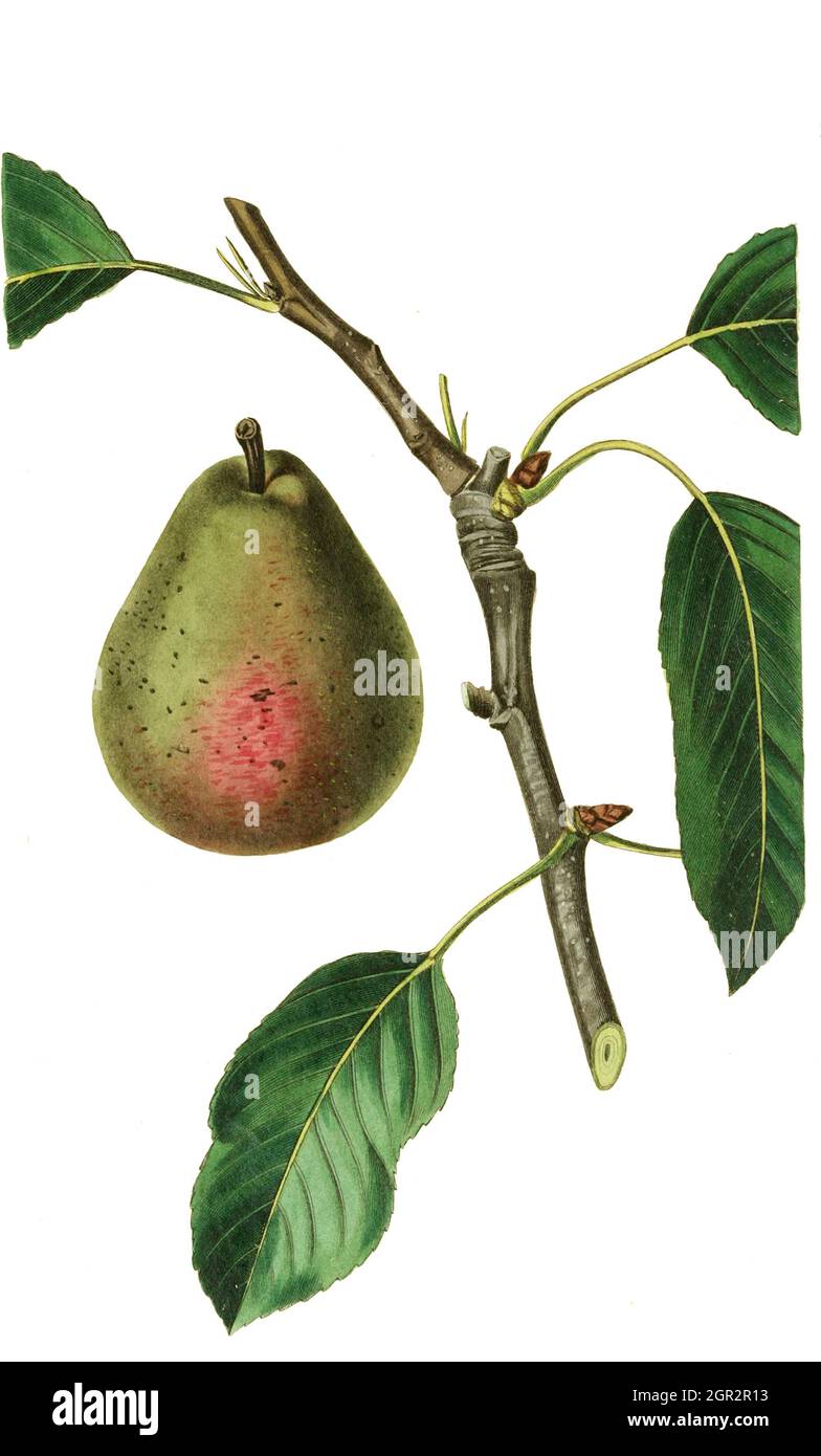 Seckel pear hi-res stock photography and images - Alamy