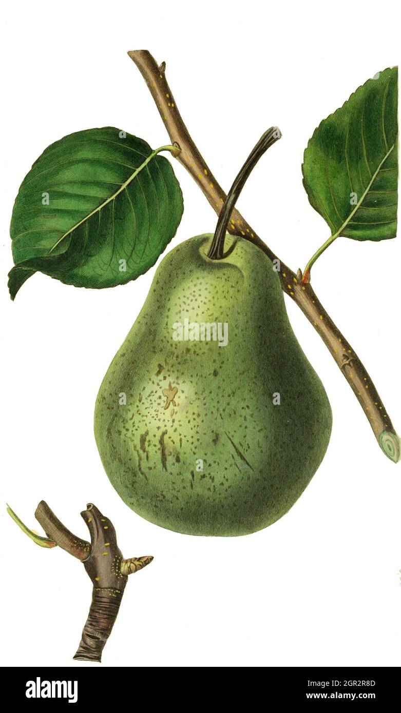 Rance pear Cut Out Stock Images & Pictures - Alamy