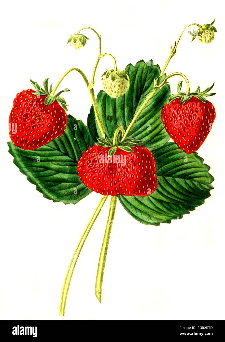 Erdbeere, Erdbeerensorte  /  the Elton Seedling Strawberry,  Kolorierter Stich aus The Pomological magazine - John Lindley - 1828-1830, Historisch, historical, digital improved reproduction of an original from the 19th century / digitale Reproduktion einer Originalvorlage aus dem 19. Jahrhundert, Originaldatum nicht bekannt Stock Photo