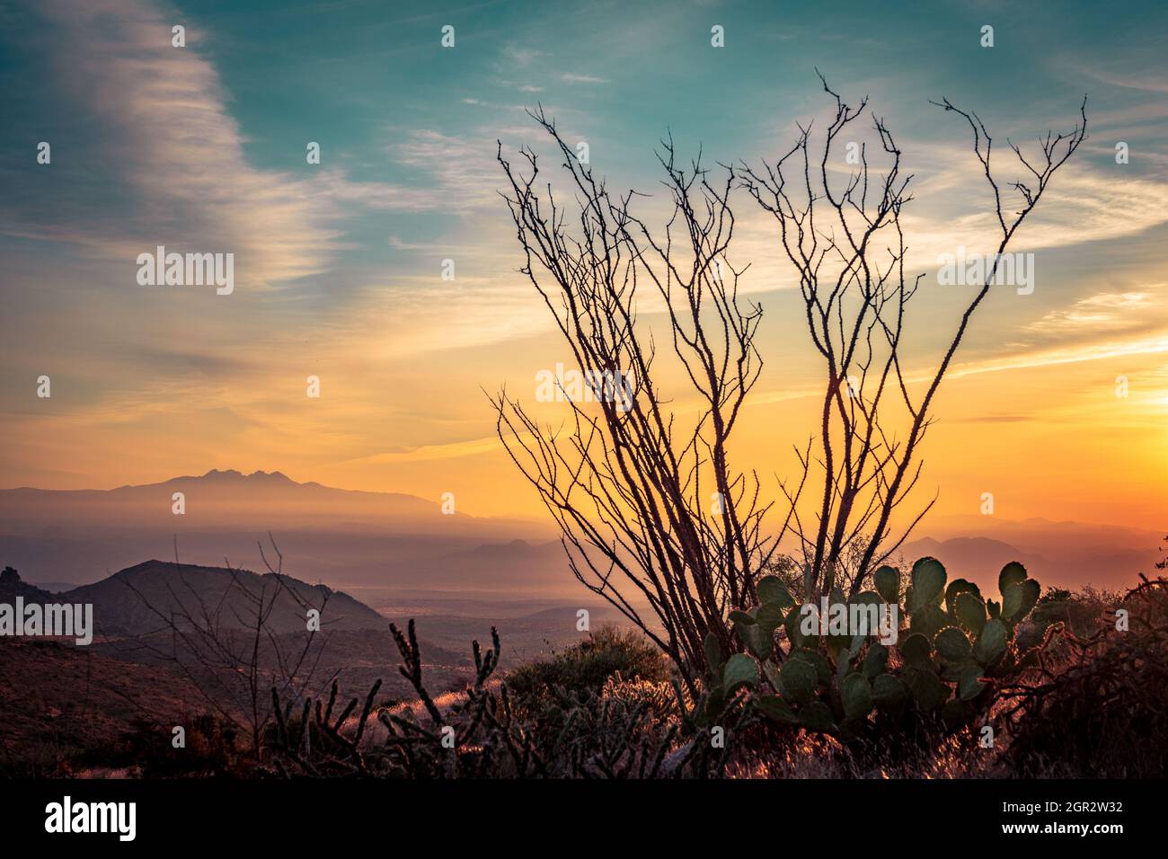 Silhouette Cactus Plant Against Sky During Sunset Stock Photo